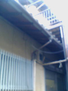 �~�J�p�񎩑�摜